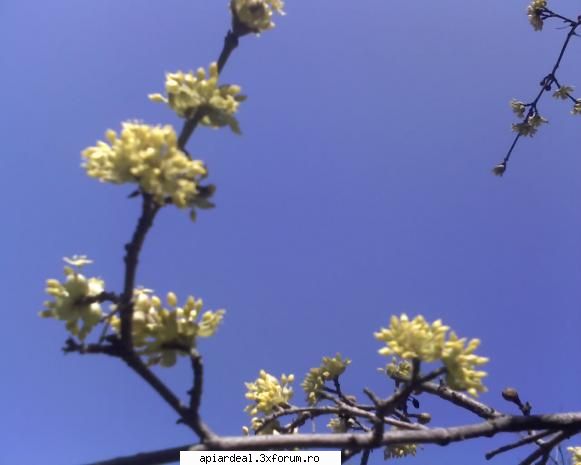 Plante (imagini) - teinegru64 - PLANTE MELIFERE