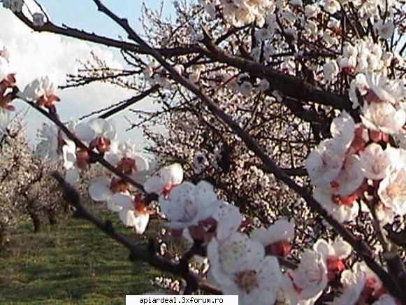Plante (imagini) - PricopArthur - PLANTE MELIFERE