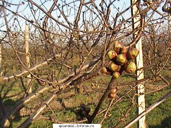 Plante (imagini) - Ciresul tot acum - PLANTE MELIFERE