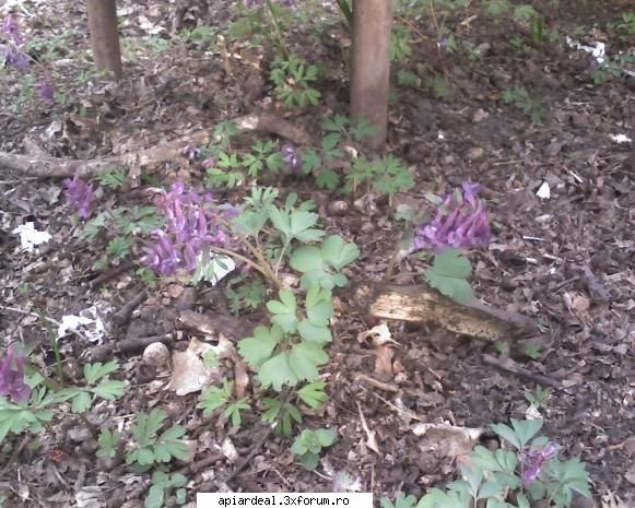 Plante (imagini) - teinegru64 - PLANTE MELIFERE