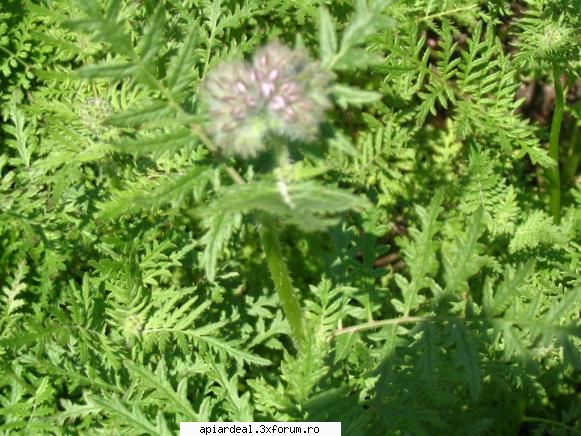 Plante (imagini) - Cristian IONITA - PLANTE MELIFERE