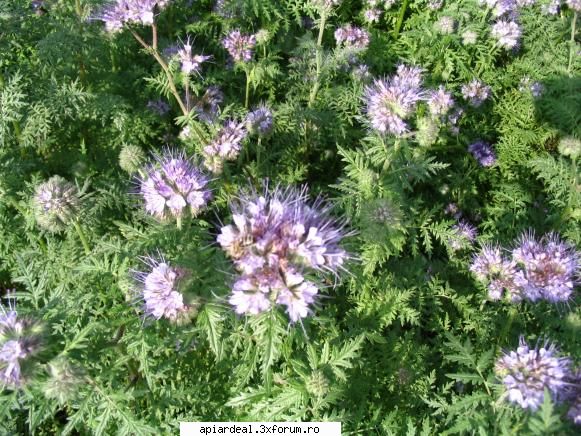 Plante (imagini) - Cristian IONITA - PLANTE MELIFERE