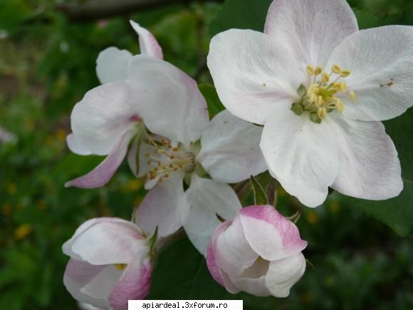 Plante (imagini) - crombra - PLANTE MELIFERE