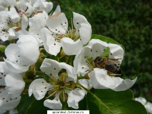 Plante (imagini) - crombra - PLANTE MELIFERE