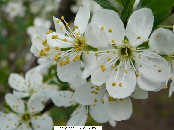Plante (imagini) - crombra - PLANTE MELIFERE
