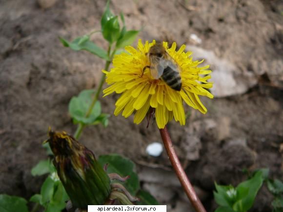 Plante (imagini) - crombra - PLANTE MELIFERE