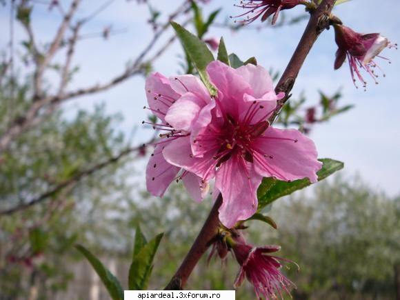 Plante (imagini) - crombra - PLANTE MELIFERE
