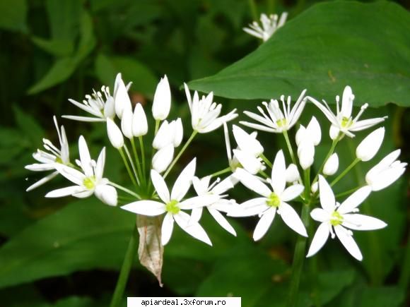leurda plante (imagini)