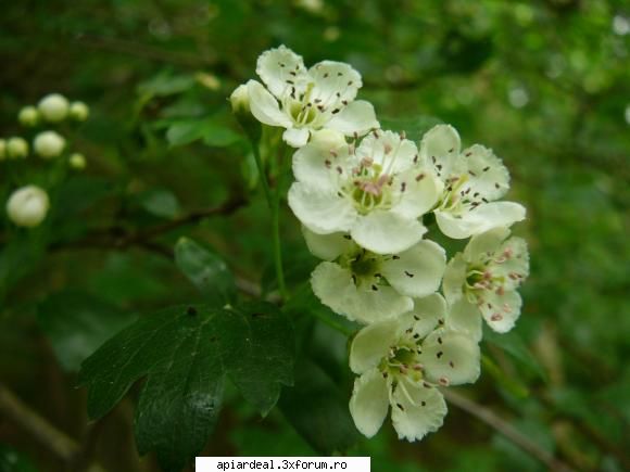 Plante (imagini) - crombra - PLANTE MELIFERE