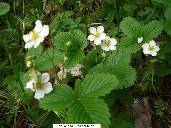 Plante (imagini) - crombra - PLANTE MELIFERE