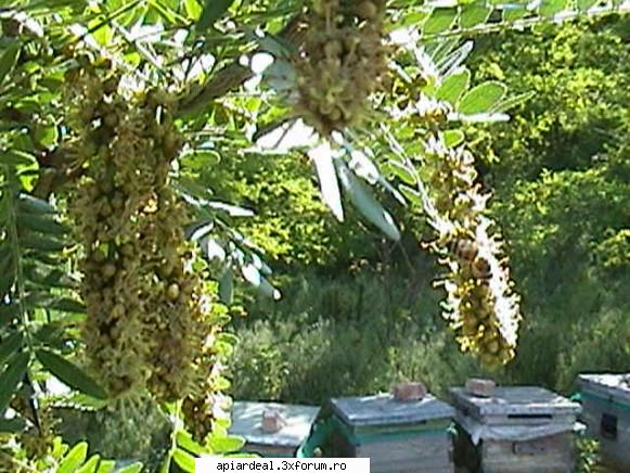 Plante (imagini) - PricopArthur - PLANTE MELIFERE