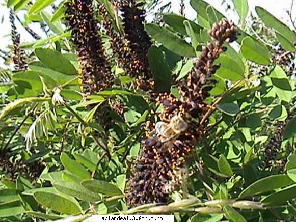 Plante (imagini) - PricopArthur - PLANTE MELIFERE