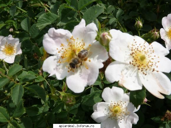 Plante (imagini) - crombra - PLANTE MELIFERE