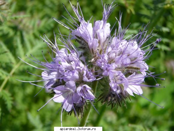 Plante (imagini) - Facelia.(Ieri la mine in stupina) - PLANTE MELIFERE