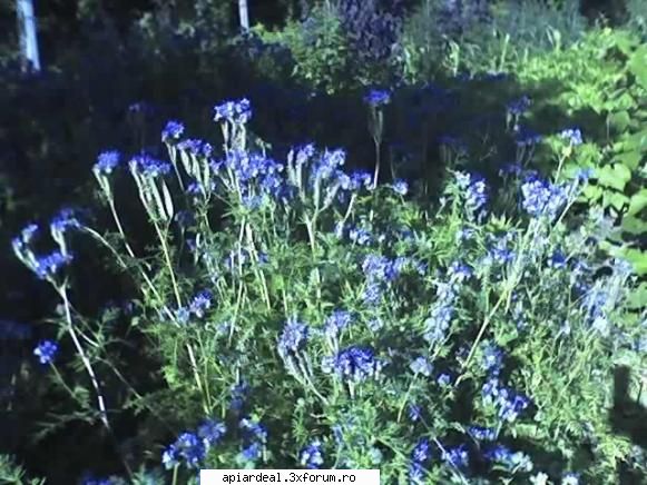Plante (imagini) - Facelia la mine in stupina pe - PLANTE MELIFERE