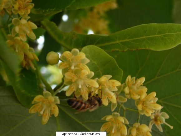 Plante (imagini) - crombra - PLANTE MELIFERE