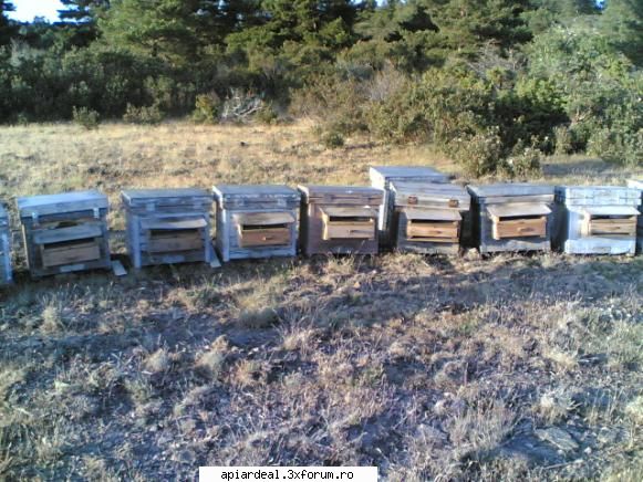 Practica in apicultura industriala - La recoltat polen intr-o zona de munte - INTRETINEREA ALBINELOR