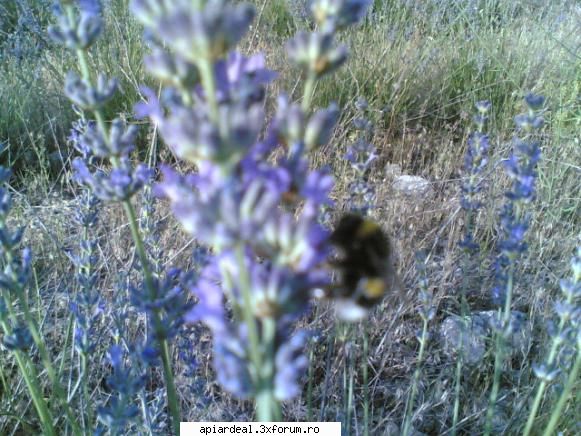 Practica in apicultura industriala - Lucru din greu la Lavanda - INTRETINEREA ALBINELOR