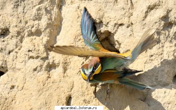 Prigorii - Prigoriile (Merops apiaster) Prigoriile - POZE SI VIDEO