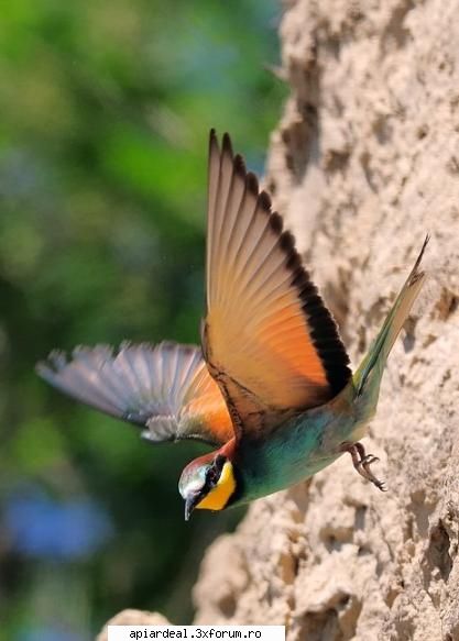 Prigorii - lulachy - POZE SI VIDEO