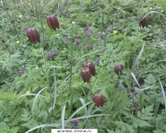 Primele flori de pomi fructiferi - Cald sau frig vremea florii trece - AICI PUTETI POSTA ORICE...