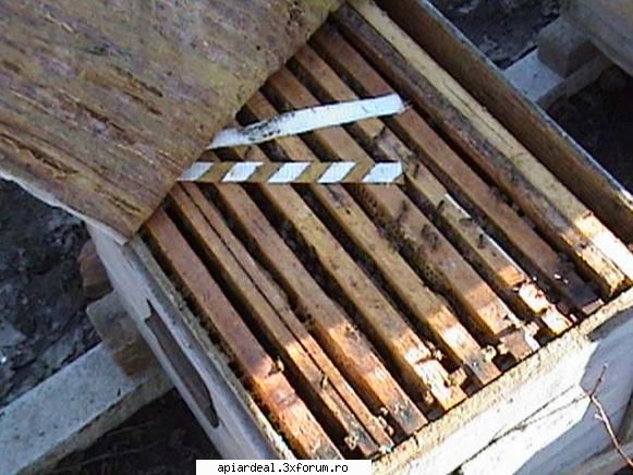 Propolis - Pe o plasa de "tantari" albinele propolizeaza pt - PRODUSELE STUPULUI