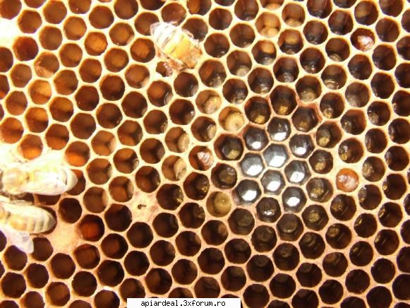 Puietul in sac - Aici este nucleul unde puteti vedea clar 4 celule - BOLI SI DAUNATORI