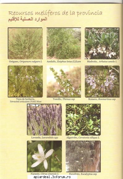 ROZMARIN-in spaniola -ROMERO - abeja - PLANTE MELIFERE