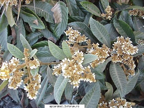 Radu Andrei Nastase - Tocmai la timp a inflorit loquat in curte si in - ACESTIA SUNTEM NOI