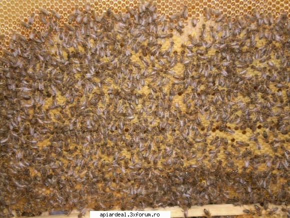 Rame - Foite puse in stupi acum 3 saptamani - RAME SI FAGURI