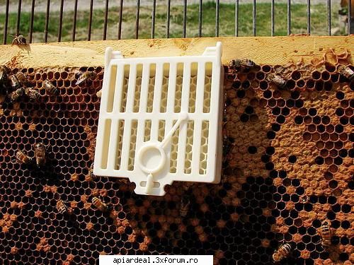 Regina dragostea mea - bee-lover ai putere sa te uiti in ochi mei Eu zic - REGINE