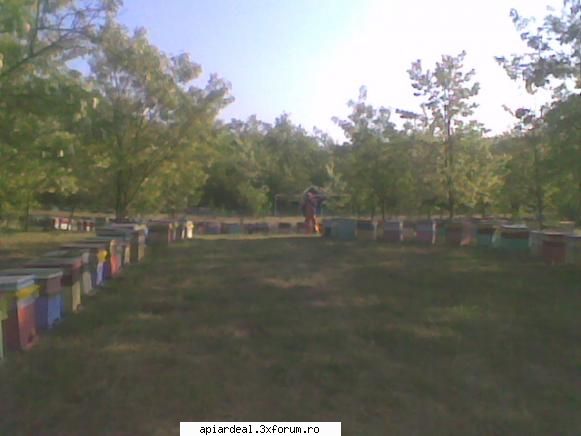S1 Horea SM - Stupina din Oarta - STUPARIT PASTORAL