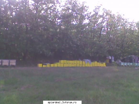 S1 Horea SM - Stupina din Sighet MM - STUPARIT PASTORAL