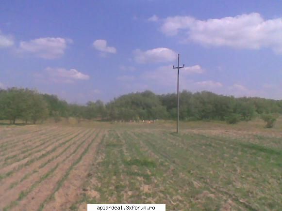 S1 Horea SM - La anu tre sa ma mut ca sunt prea aproape de - STUPARIT PASTORAL