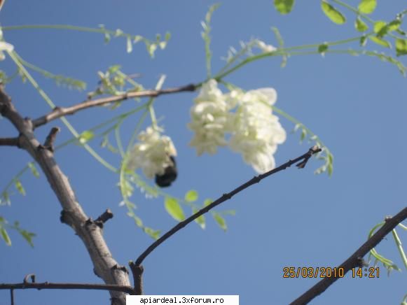 Sărbătoarea mierii-Blaj 2010 - a inflorit salcimul dar numai la blaj - INTALNIRI