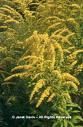 Solidago - Solidago Canadensis In romana are mai multe - PLANTE MELIFERE