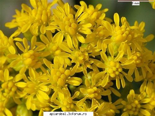 Solidago - Solidago Gigantea Este foarte asemanatoare cu S - PLANTE MELIFERE
