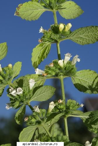 Spray atras roii - Melissa officinalis = ROINITA - REGINE