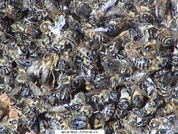Stup sufocat - PricopArthur - INTRETINEREA ALBINELOR
