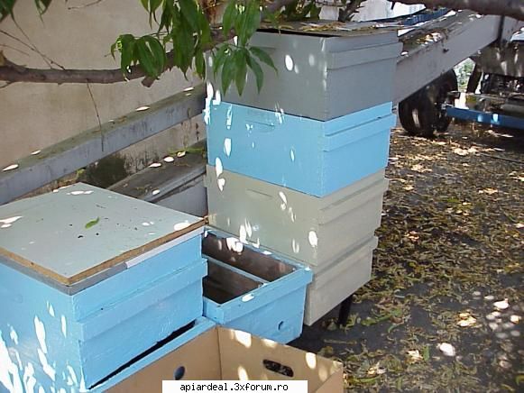 Stupi SH - Mai am 20 de reparat si vopsit si sunt gata - STUPI