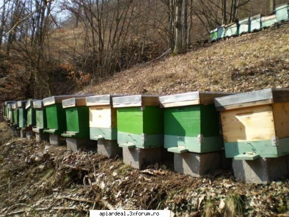 Stupi din brad uscat - In atentia stuparilor cu experienta. La - VANZARI