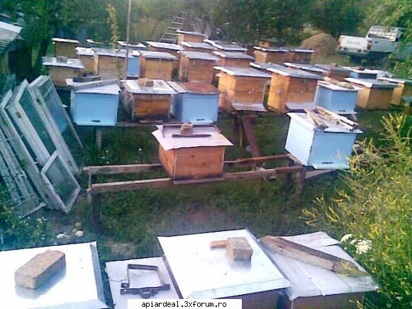 Stupi in 2009 - valy gudas - INTRETINEREA ALBINELOR