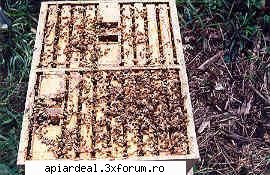 Stupi pt nuclee - AndreiRN - POZE SI VIDEO