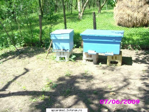 Stupina Andrei_salaj - andrei_salaj - POZE SI VIDEO