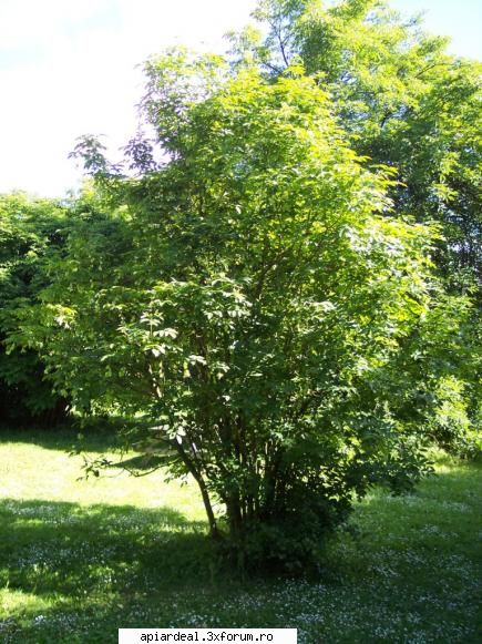Totul despre clocotis - Am facut o cercetare pe net si am strans cateva - ARBORI MELIFERI