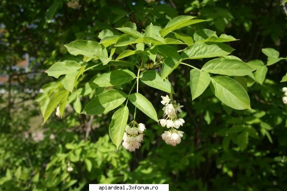 Totul despre clocotis - crombra - ARBORI MELIFERI