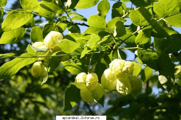 Totul despre clocotis - fructe cu seminte - ARBORI MELIFERI