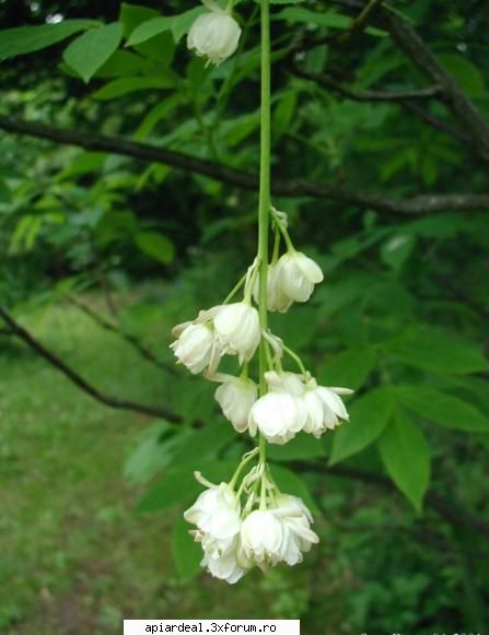 Totul despre clocotis - floarea mai aproape - ARBORI MELIFERI