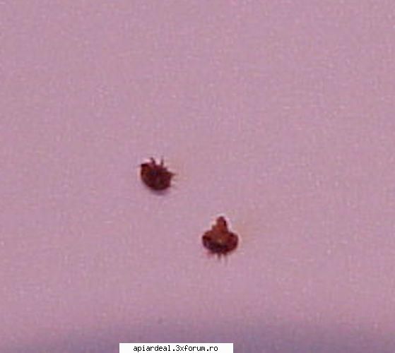 Varroa Destructor - AndreiRN - TRATAMENTE