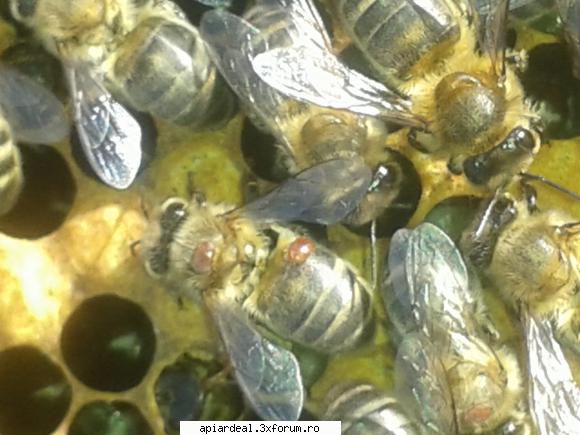 Varroa face ravagii si.n Spania - Intre 2014 si 2016 in Spania sa pierdut intre30% - BOLI SI DAUNATORI